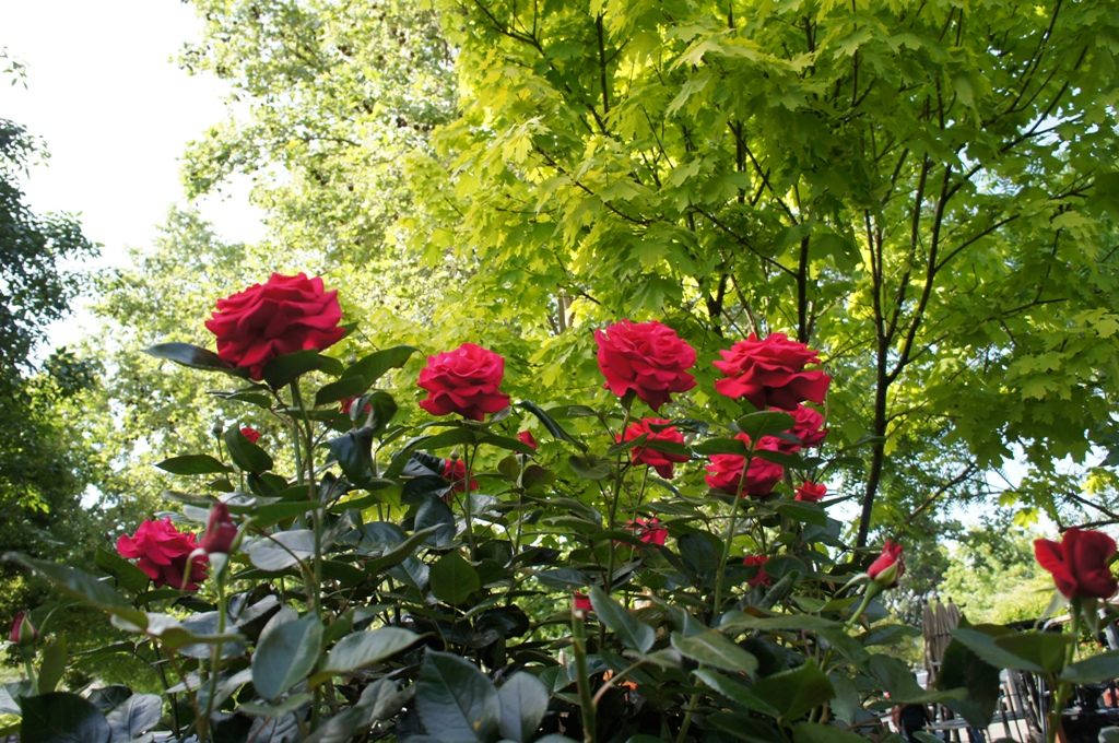 V.Sattui Wineryのお庭