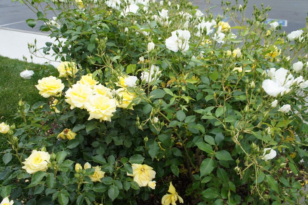 ナパワイナリーイン