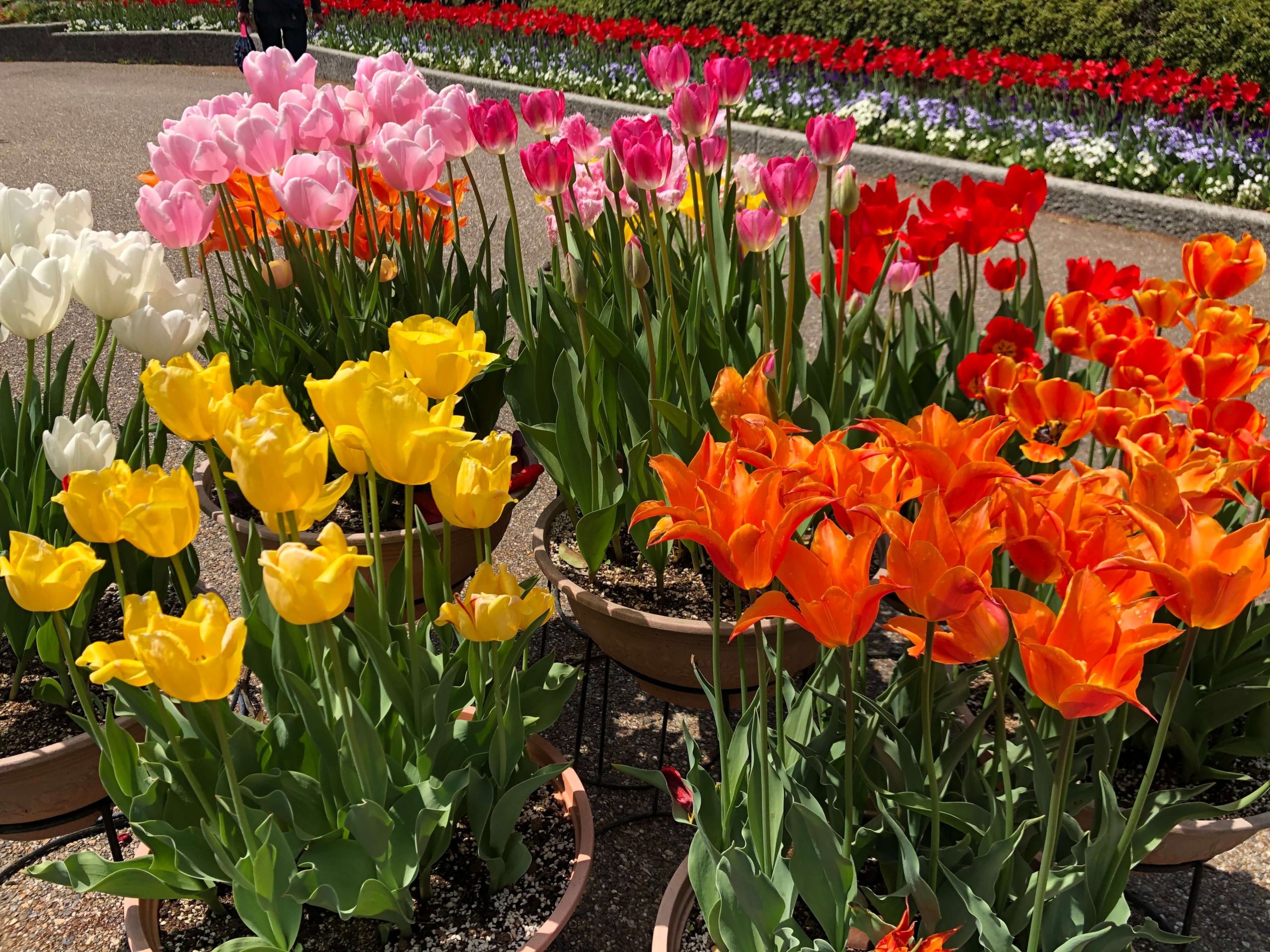 兵庫県立フラワーセンター