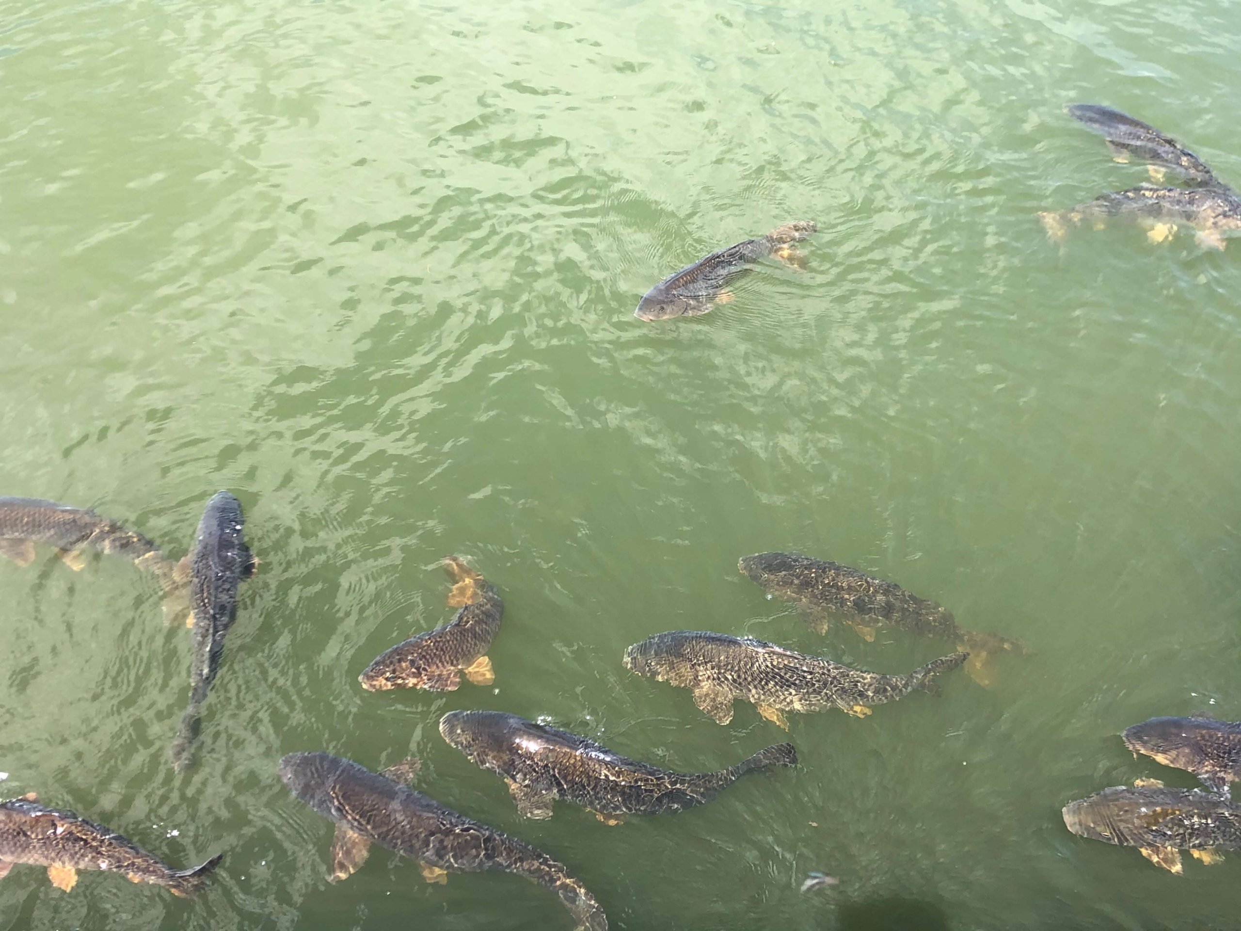 兵庫県立フラワーセンター