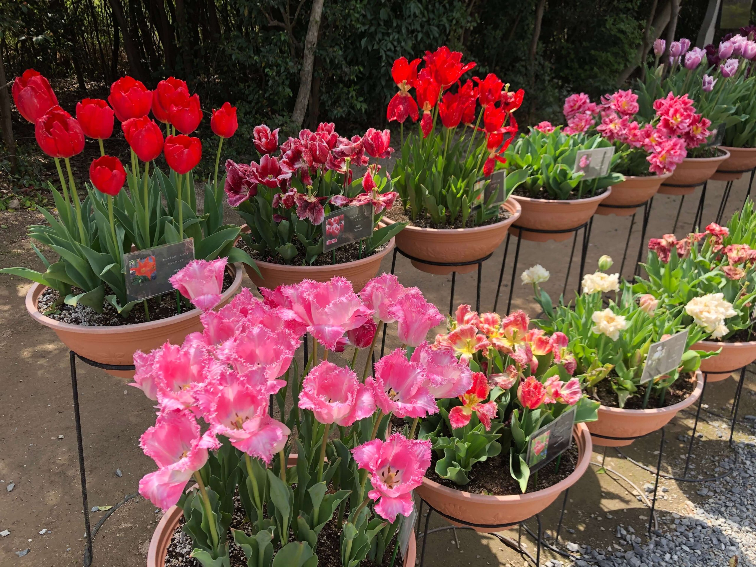 兵庫県立フラワーセンター