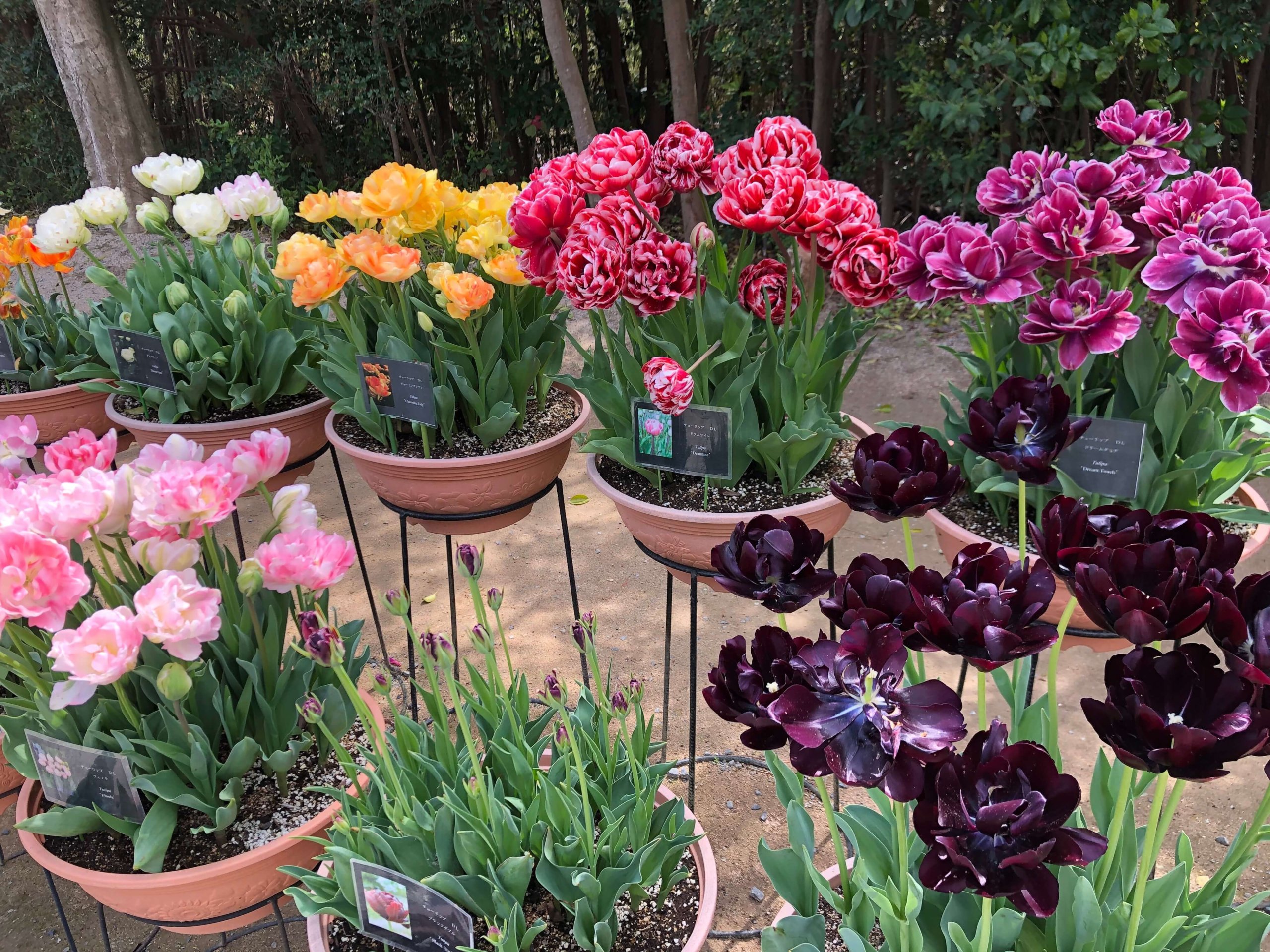 兵庫県立フラワーセンター