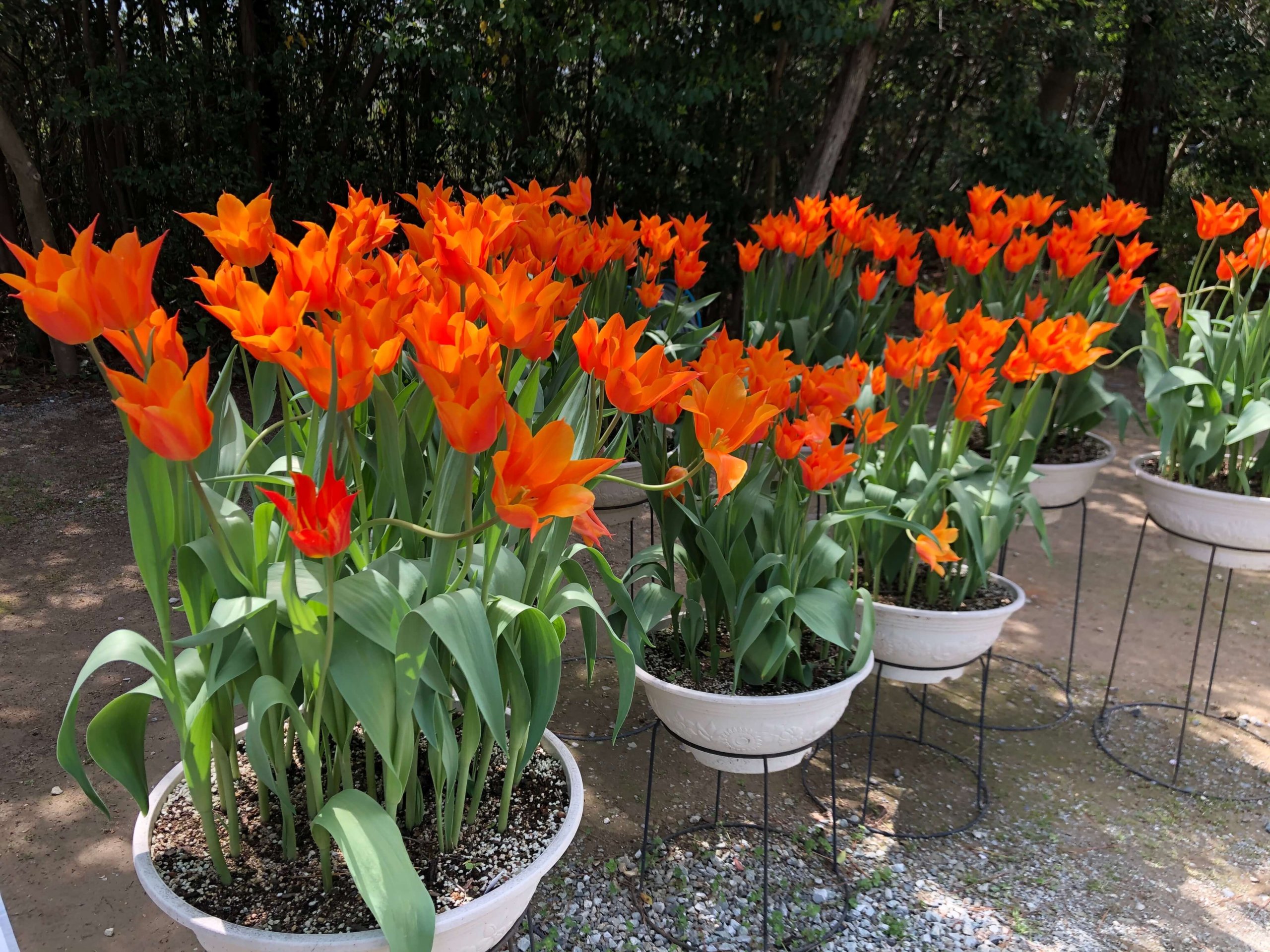 兵庫県立フラワーセンター