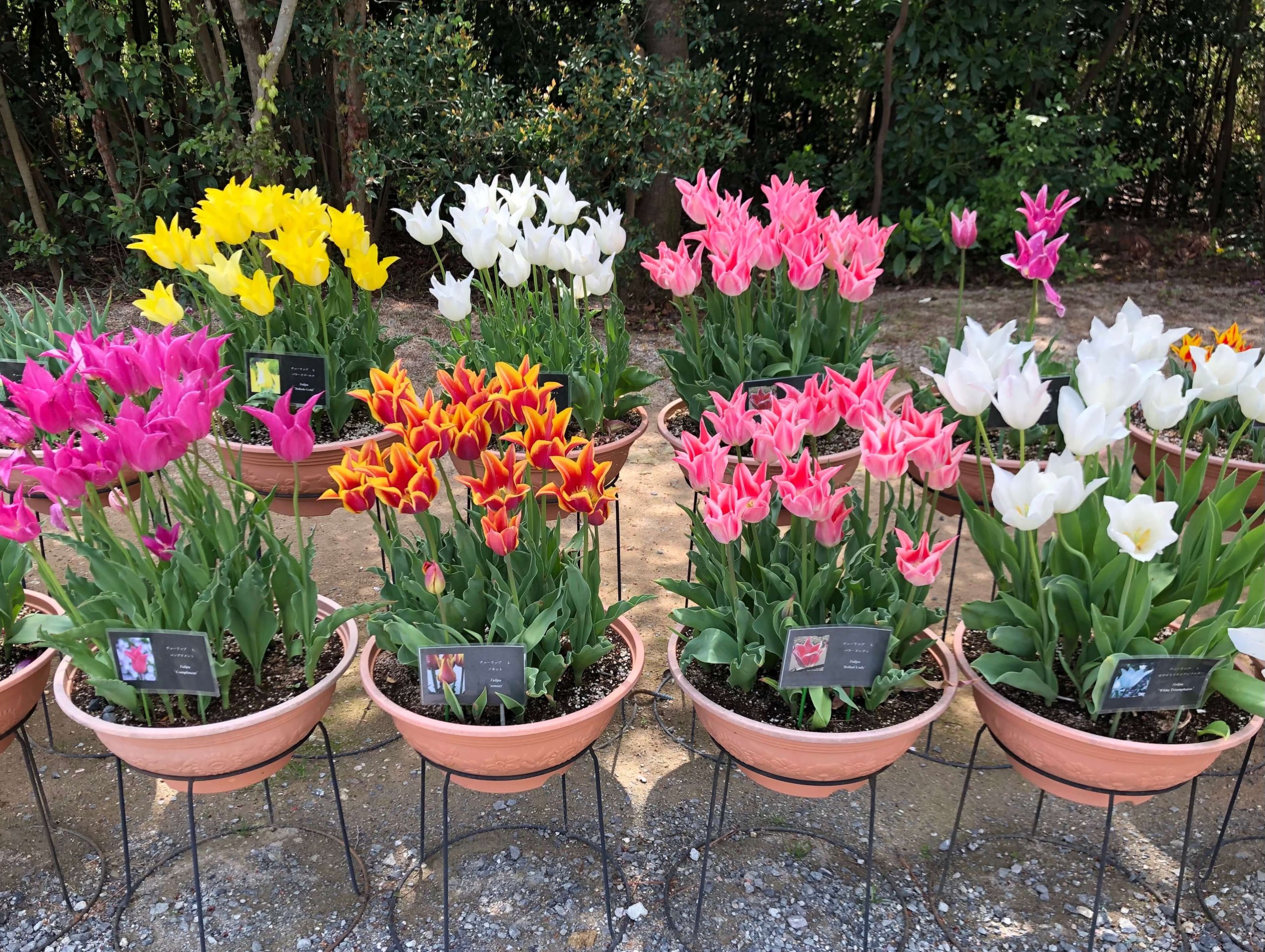 兵庫県立フラワーセンター