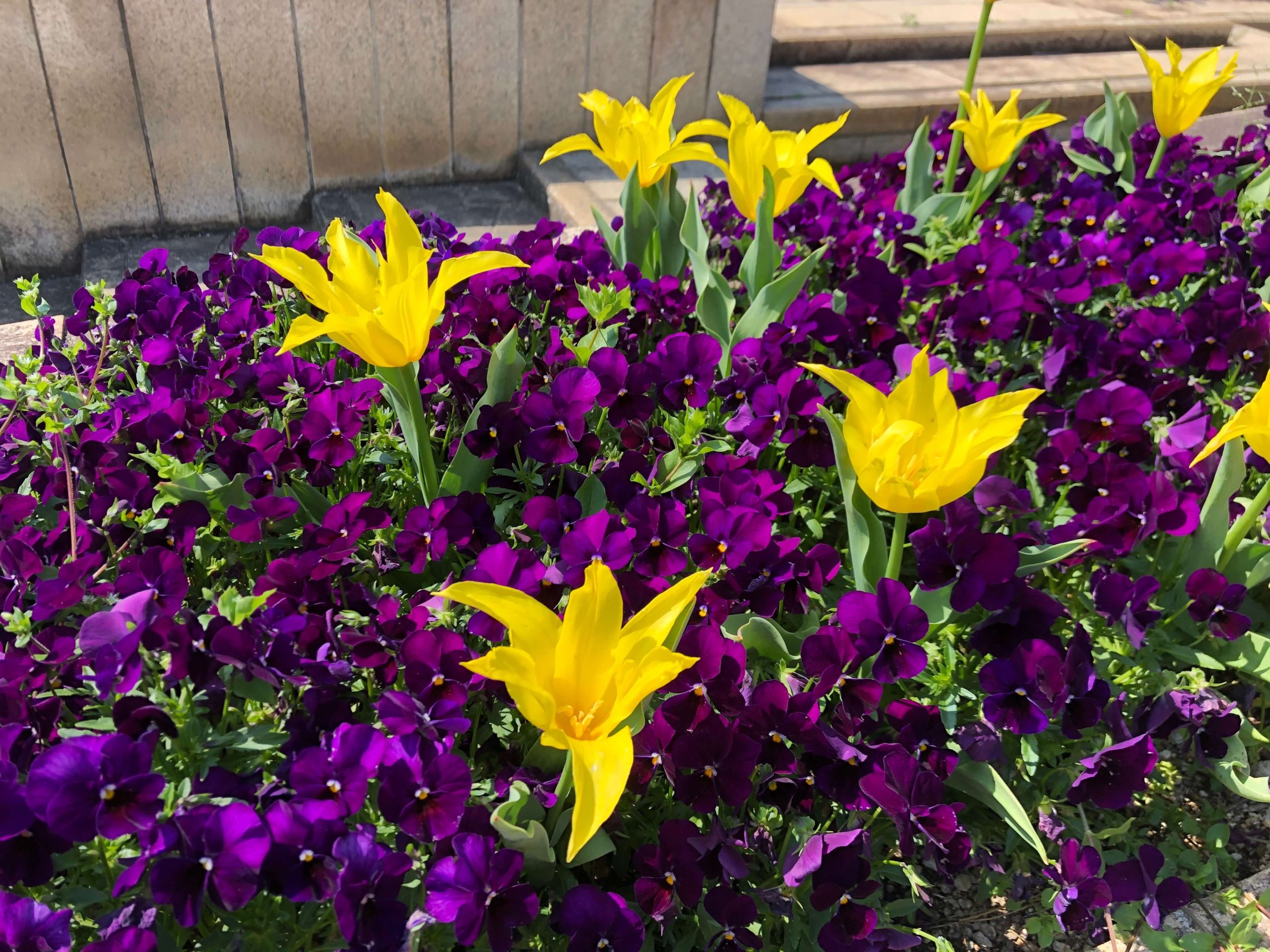 兵庫県立フラワーセンター