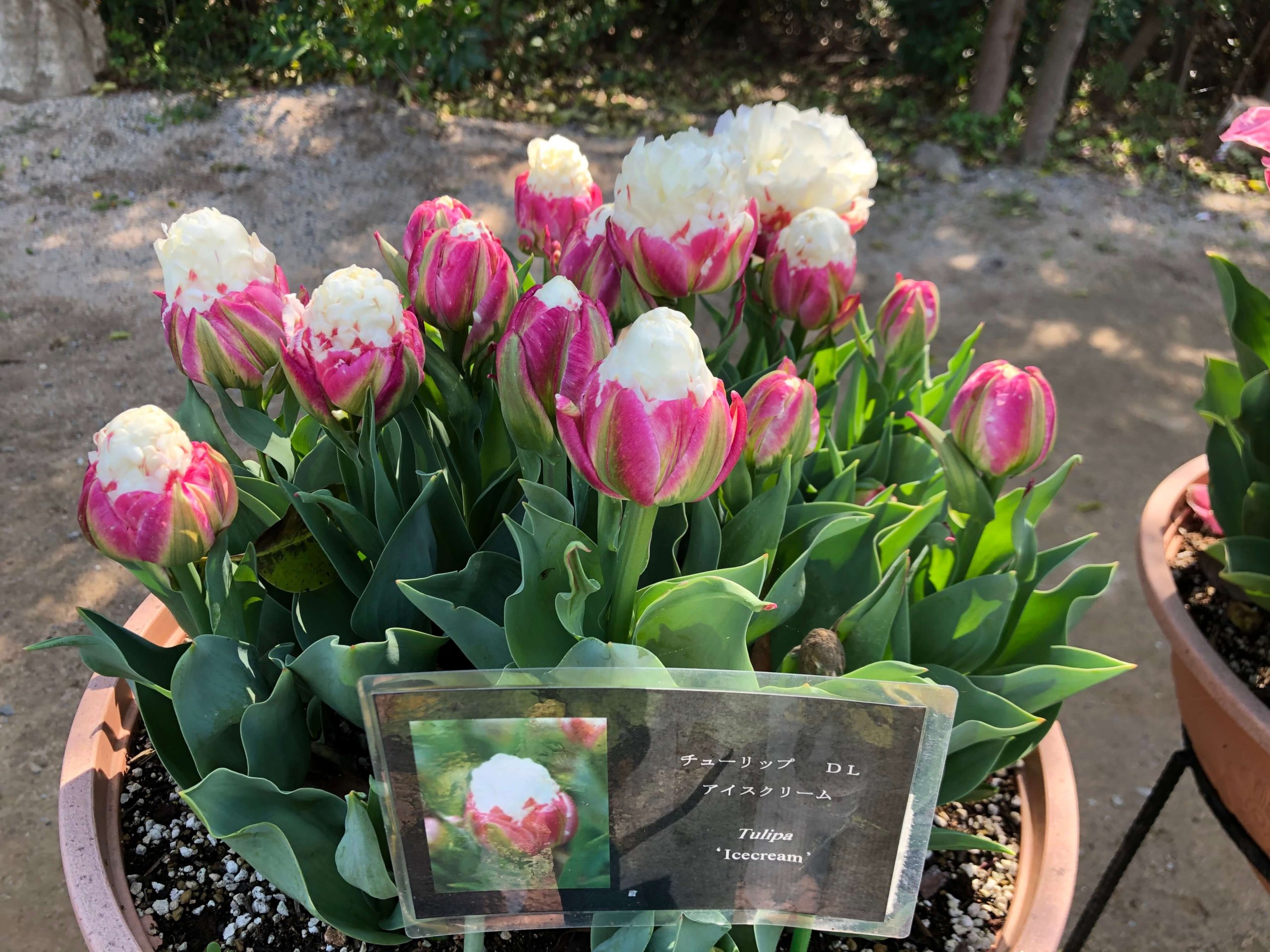 兵庫県立フラワーセンター