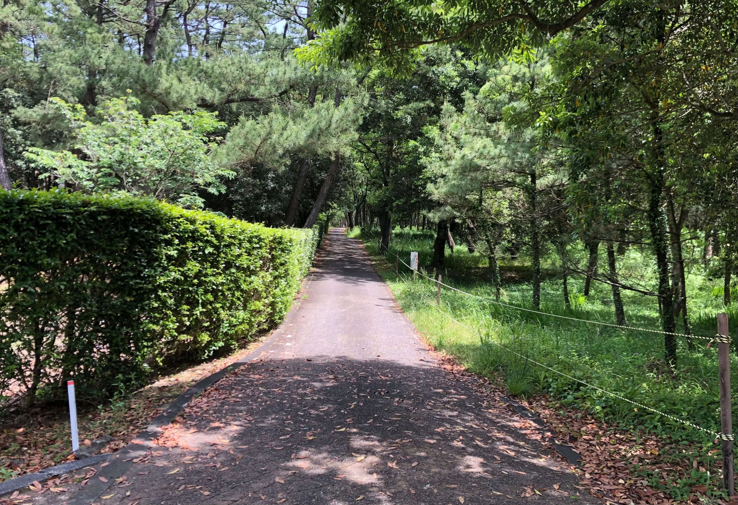 一ッ葉海岸へ行く道