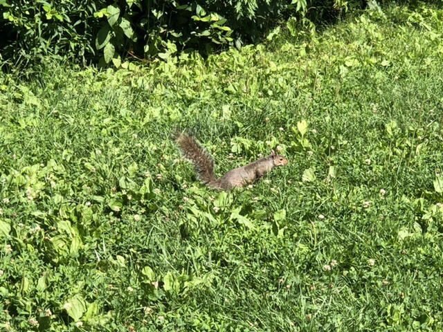 セントラルパーク