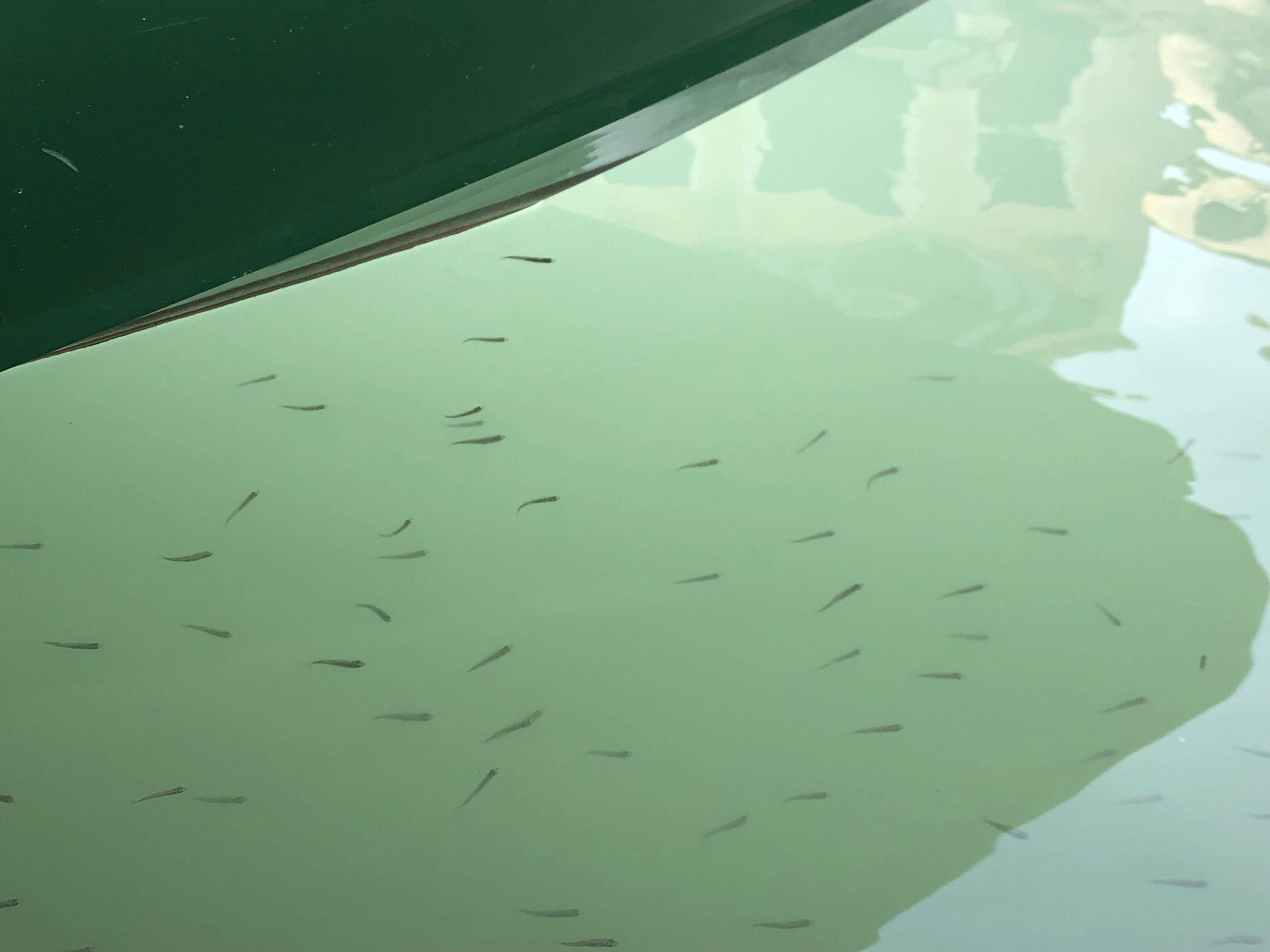 ベネツィア・運河の魚