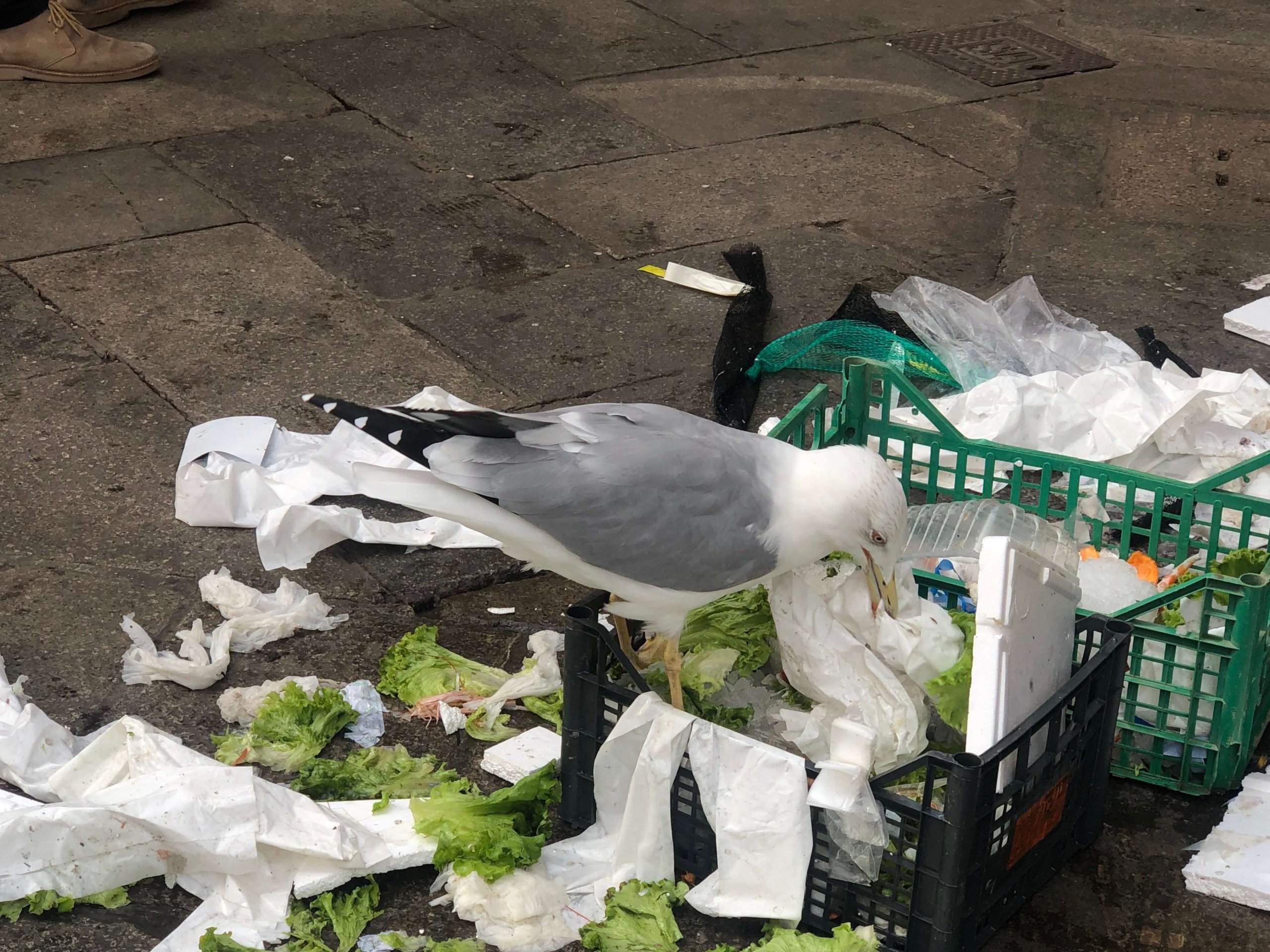 ベネツィア・ゴミをあさる鳥