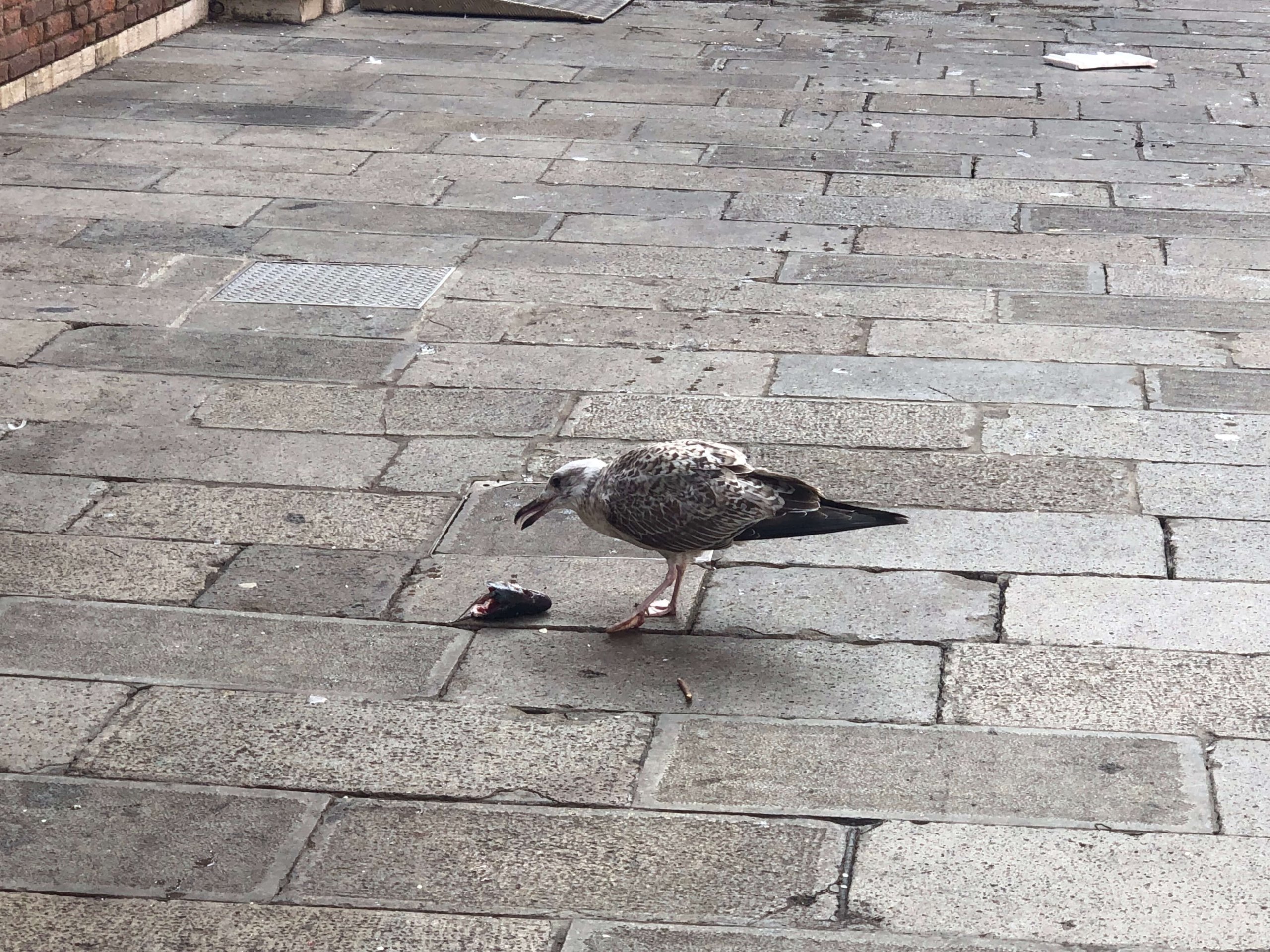 ベネツィア・ゴミを食べる鳥