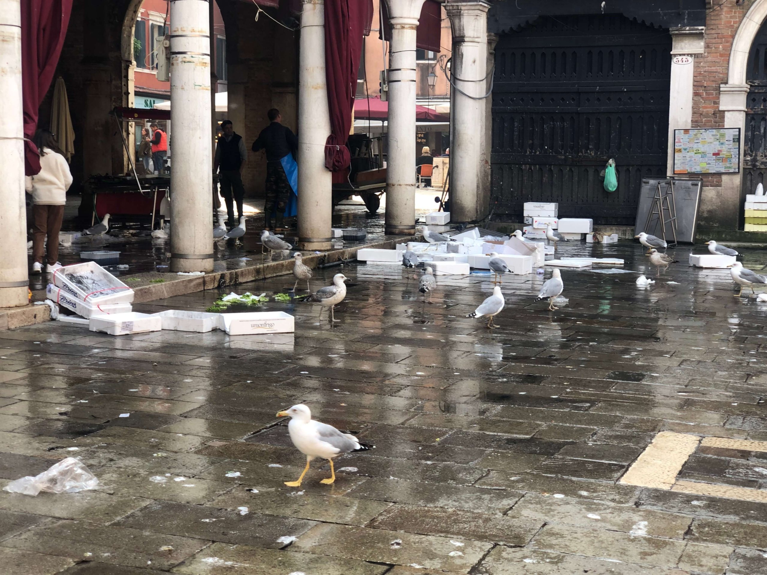 ベネツィア・ゴミに群がる鳥