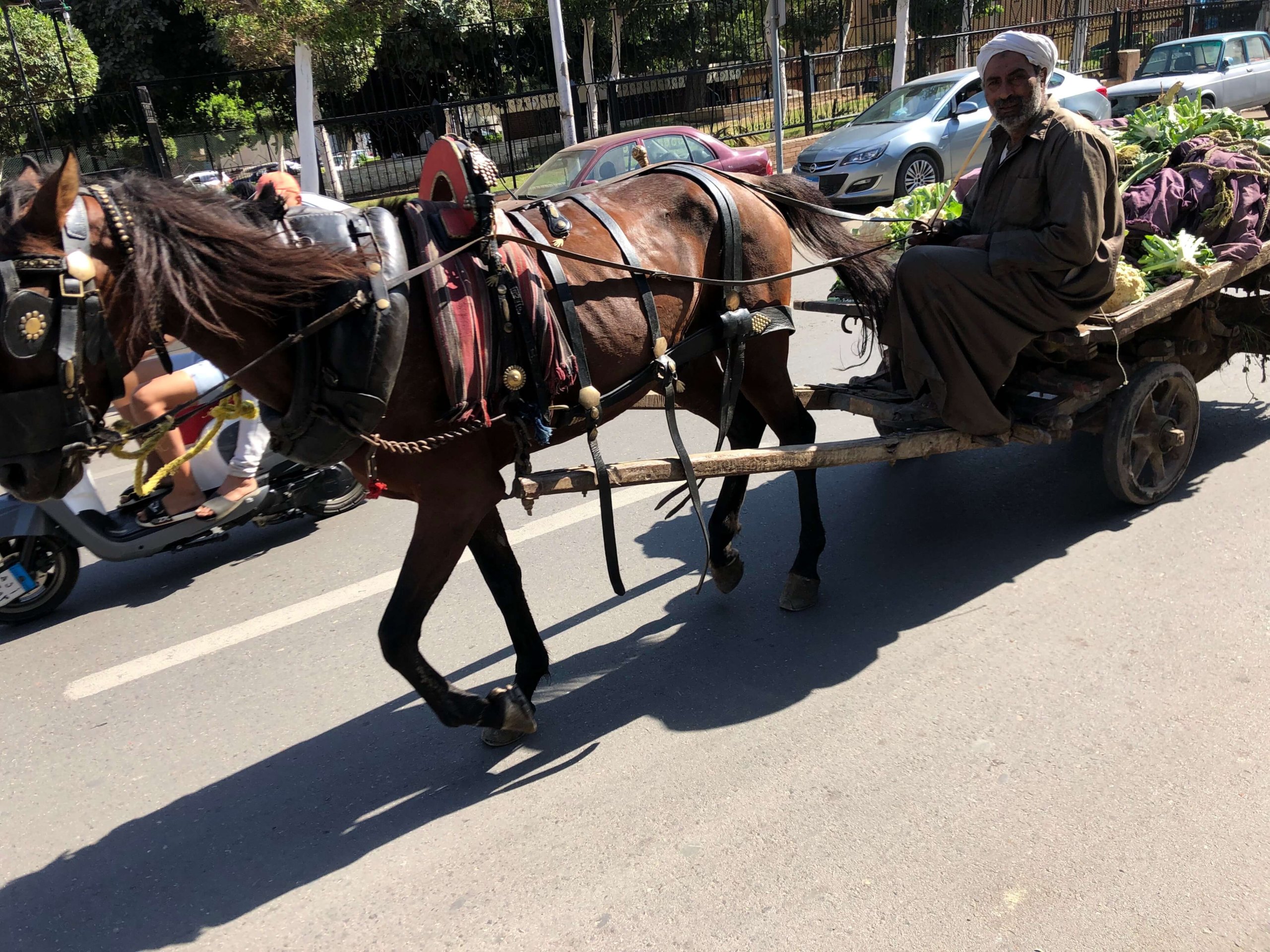 カイロ・馬車とおじさん