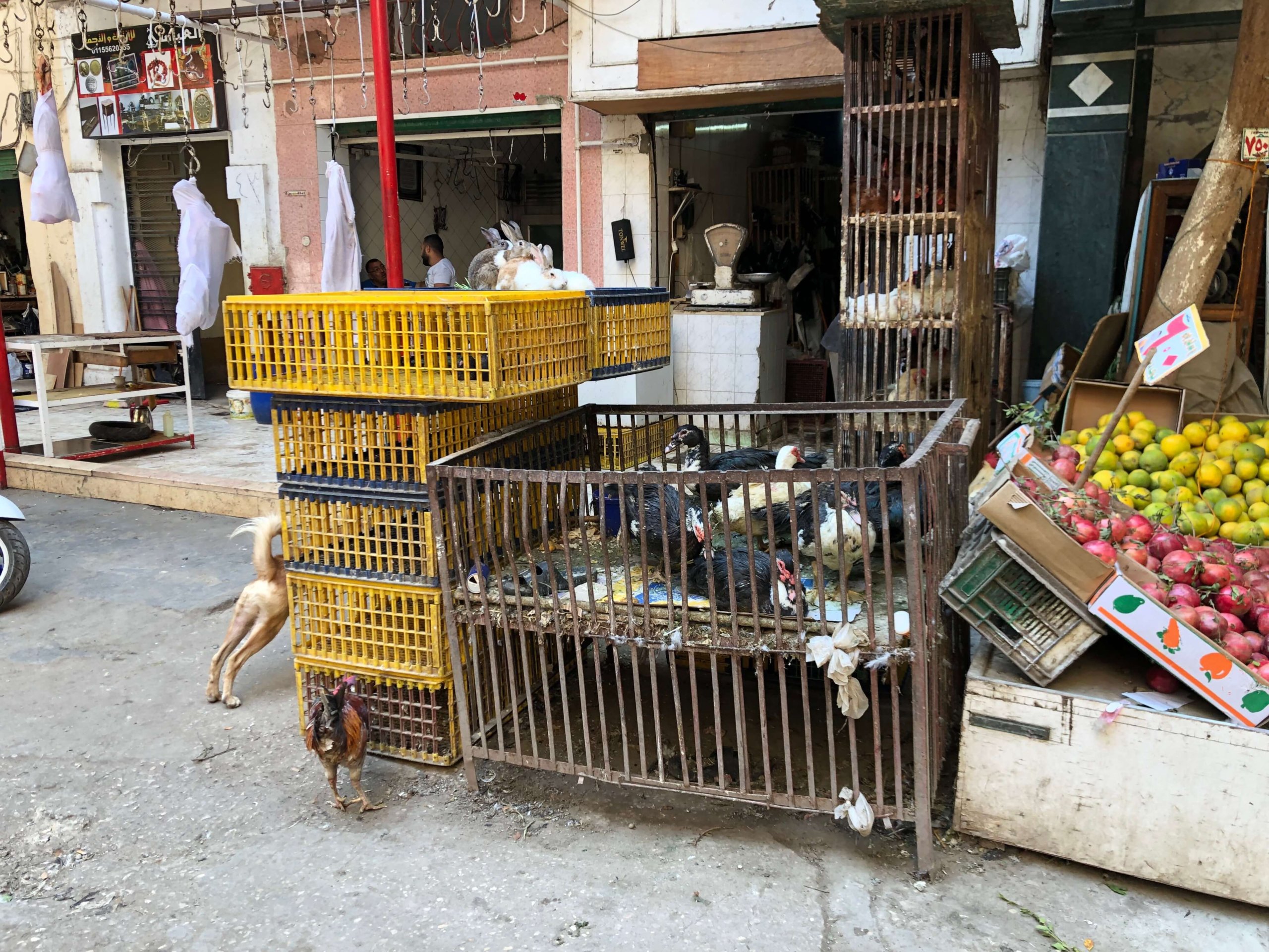 カイロ・にわとり