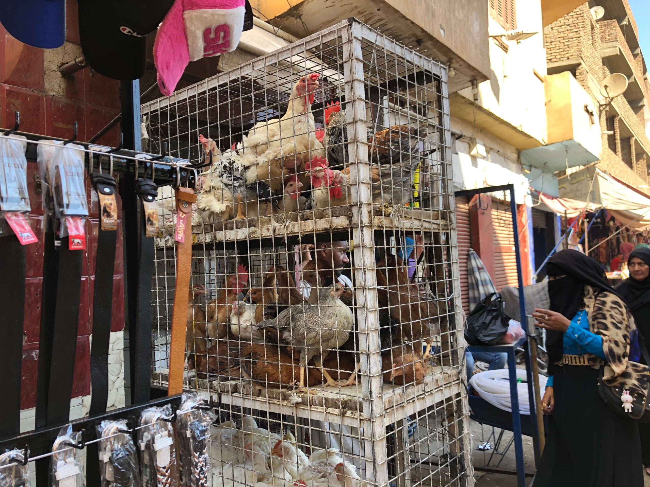 スークのにわとり