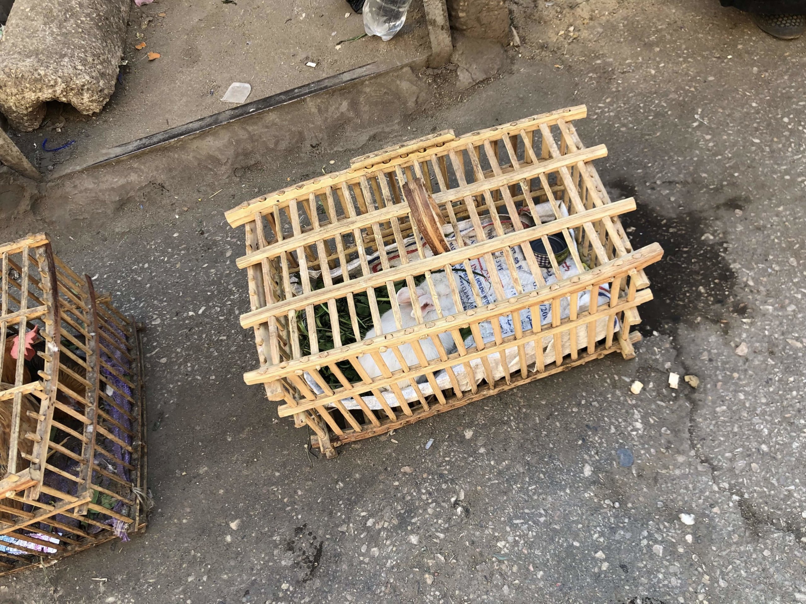 スークのうさぎ